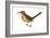 California Thrasher (Toxostoma Redivivum), Birds-Encyclopaedia Britannica-Framed Art Print
