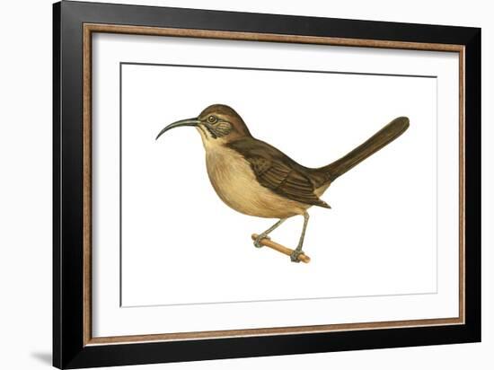 California Thrasher (Toxostoma Redivivum), Birds-Encyclopaedia Britannica-Framed Art Print