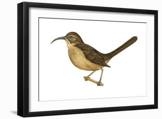 California Thrasher (Toxostoma Redivivum), Birds-Encyclopaedia Britannica-Framed Art Print