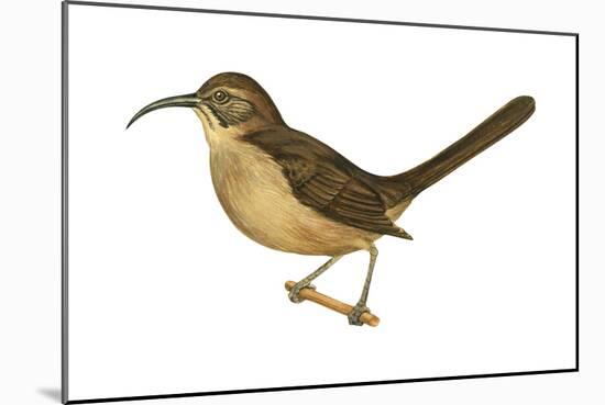 California Thrasher (Toxostoma Redivivum), Birds-Encyclopaedia Britannica-Mounted Art Print