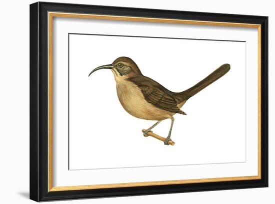 California Thrasher (Toxostoma Redivivum), Birds-Encyclopaedia Britannica-Framed Art Print