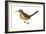 California Thrasher (Toxostoma Redivivum), Birds-Encyclopaedia Britannica-Framed Art Print