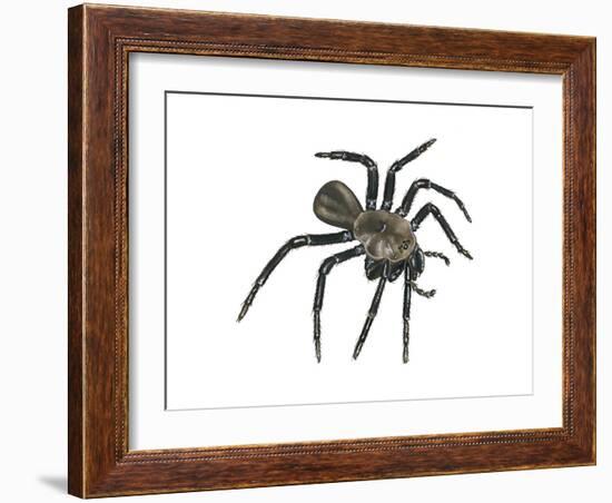 California Trapdoor Spider (Bothriocyrtum Californicum), Arachnids-Encyclopaedia Britannica-Framed Art Print