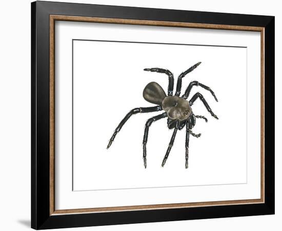 California Trapdoor Spider (Bothriocyrtum Californicum), Arachnids-Encyclopaedia Britannica-Framed Art Print