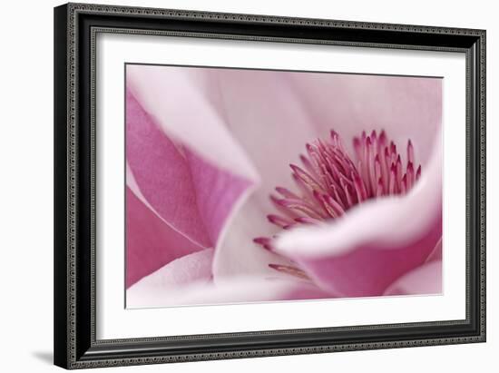 California. Tulip Tree Flower Close-Up-Jaynes Gallery-Framed Photographic Print