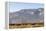 California, USA: A Huge Onshore Wind Farm Near Palm Springs / Desert Hot Springs-Axel Brunst-Framed Premier Image Canvas