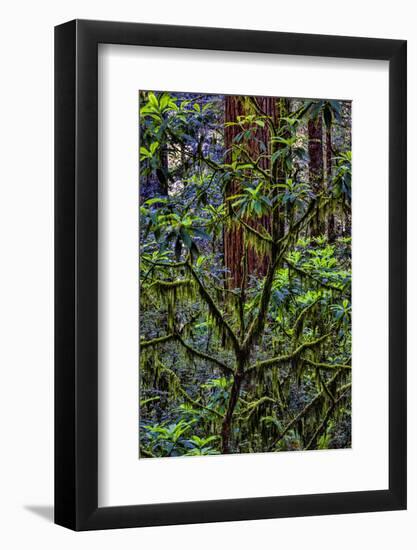 California, USA, Jedediah Smith Redwoods State Park, Redwoods National Park-Joe Restuccia III-Framed Photographic Print