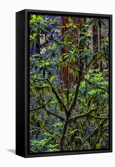 California, USA, Jedediah Smith Redwoods State Park, Redwoods National Park-Joe Restuccia III-Framed Premier Image Canvas