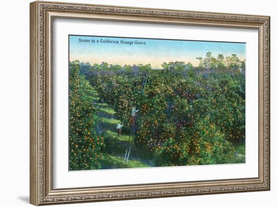 California - View of a Orange Grove-Lantern Press-Framed Art Print