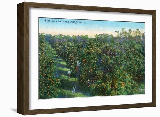 California - View of a Orange Grove-Lantern Press-Framed Art Print