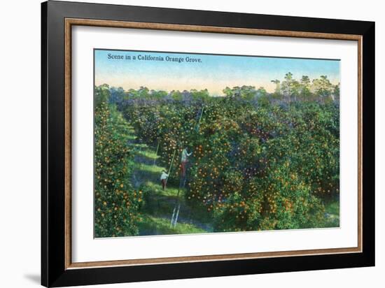 California - View of a Orange Grove-Lantern Press-Framed Art Print