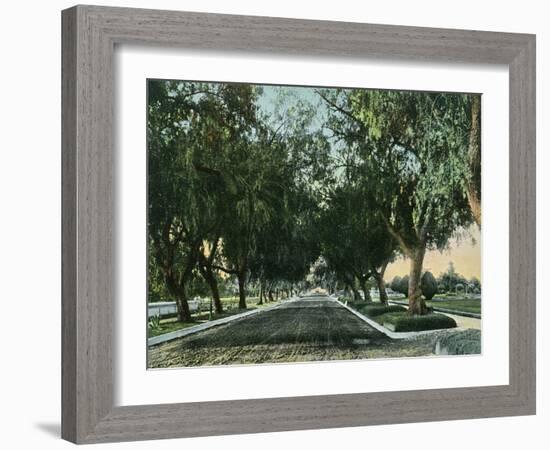 California - View of Pepper Trees Along Road-Lantern Press-Framed Art Print