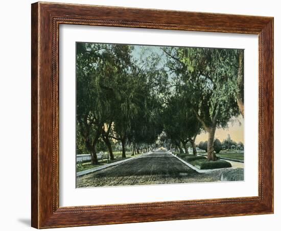 California - View of Pepper Trees Along Road-Lantern Press-Framed Art Print