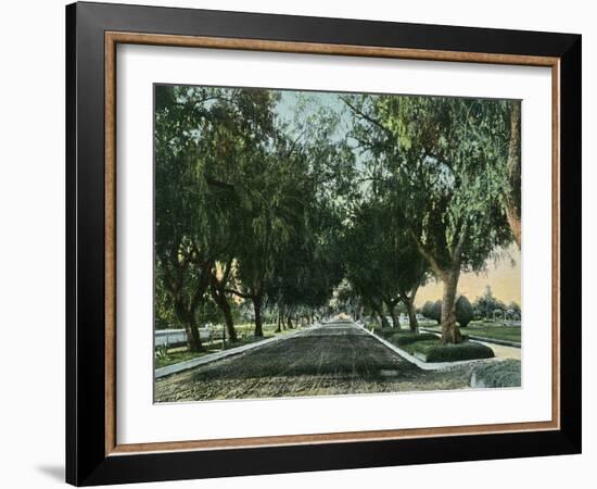 California - View of Pepper Trees Along Road-Lantern Press-Framed Art Print