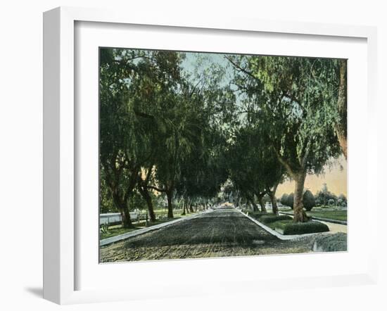 California - View of Pepper Trees Along Road-Lantern Press-Framed Art Print