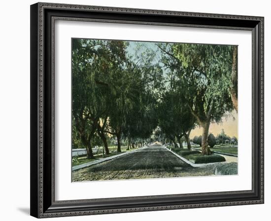 California - View of Pepper Trees Along Road-Lantern Press-Framed Art Print