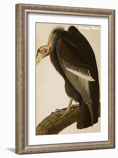 California Vulture-John James Audubon-Framed Art Print