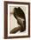 California Vulture-John James Audubon-Framed Art Print