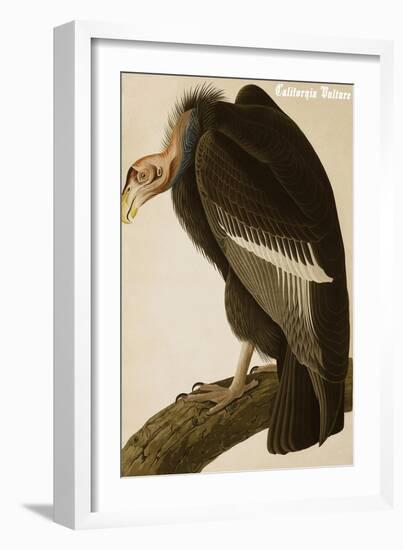 California Vulture-John James Audubon-Framed Art Print