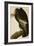California Vulture-John James Audubon-Framed Art Print