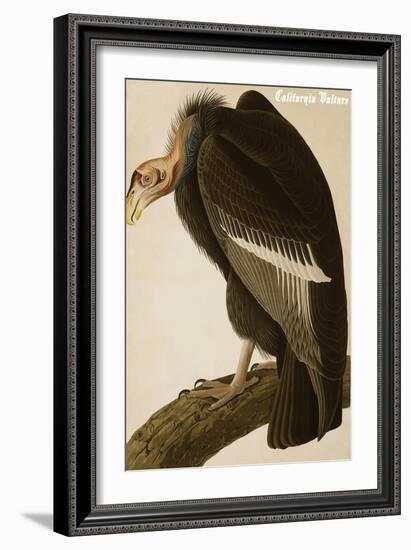 California Vulture-John James Audubon-Framed Art Print