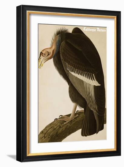 California Vulture-John James Audubon-Framed Art Print