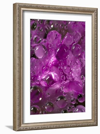 California. Water Droplets on a Spider Web-Jaynes Gallery-Framed Photographic Print