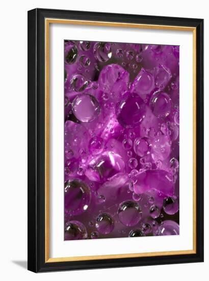 California. Water Droplets on a Spider Web-Jaynes Gallery-Framed Photographic Print