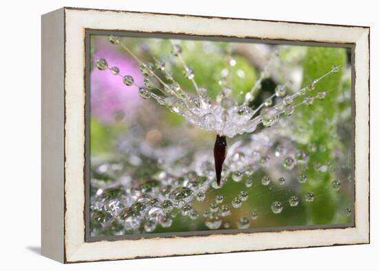 California. Water Droplets on Dandelion and Spider Web-Jaynes Gallery-Framed Premier Image Canvas