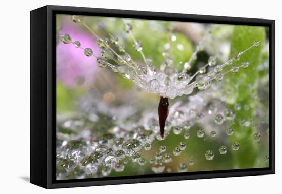 California. Water Droplets on Dandelion and Spider Web-Jaynes Gallery-Framed Premier Image Canvas