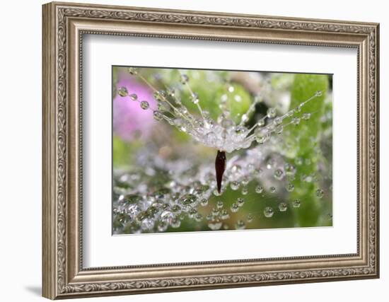 California. Water Droplets on Dandelion and Spider Web-Jaynes Gallery-Framed Photographic Print