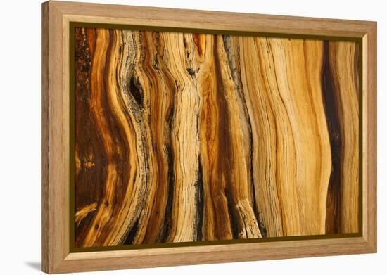 California, White Mountains. Patterns in Bristlecone Pine Wood-Don Paulson-Framed Premier Image Canvas