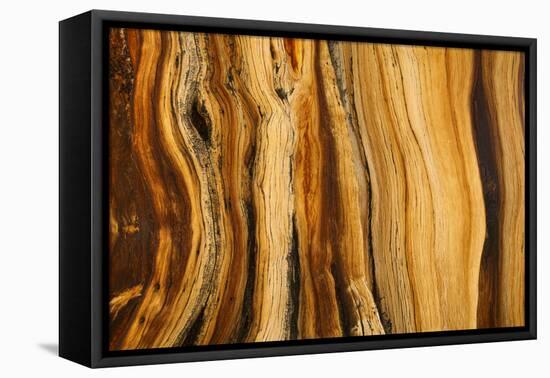 California, White Mountains. Patterns in Bristlecone Pine Wood-Don Paulson-Framed Premier Image Canvas