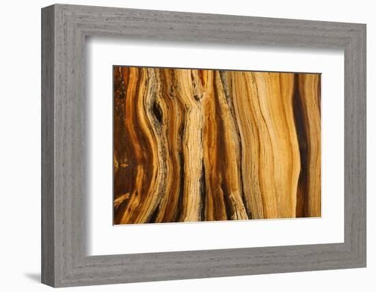 California, White Mountains. Patterns in Bristlecone Pine Wood-Don Paulson-Framed Photographic Print