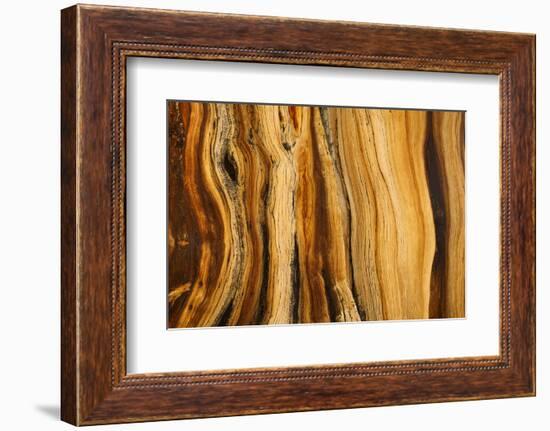 California, White Mountains. Patterns in Bristlecone Pine Wood-Don Paulson-Framed Photographic Print