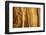 California, White Mountains. Patterns in Bristlecone Pine Wood-Don Paulson-Framed Photographic Print