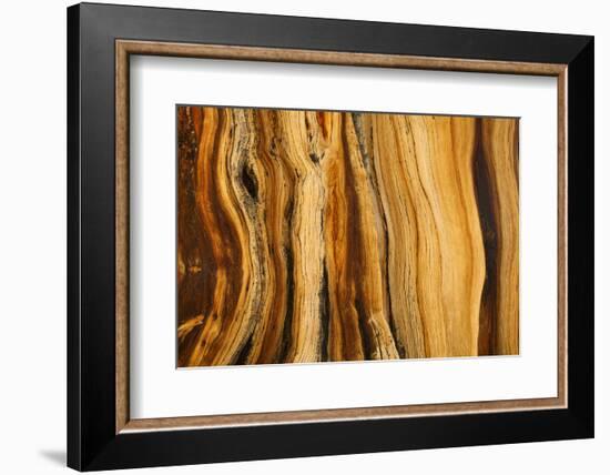 California, White Mountains. Patterns in Bristlecone Pine Wood-Don Paulson-Framed Photographic Print