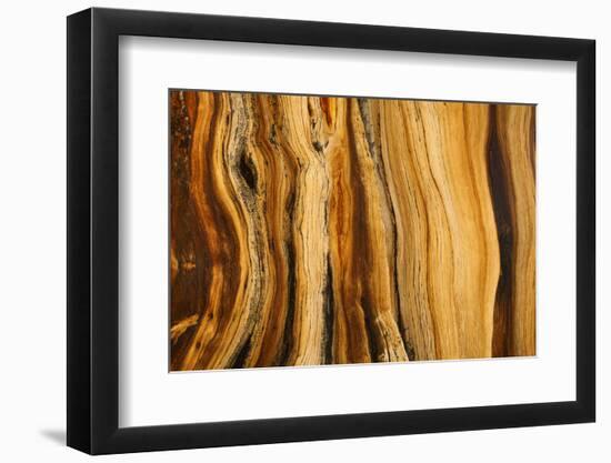 California, White Mountains. Patterns in Bristlecone Pine Wood-Don Paulson-Framed Photographic Print