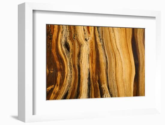 California, White Mountains. Patterns in Bristlecone Pine Wood-Don Paulson-Framed Photographic Print