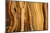 California, White Mountains. Patterns in Bristlecone Pine Wood-Don Paulson-Mounted Photographic Print