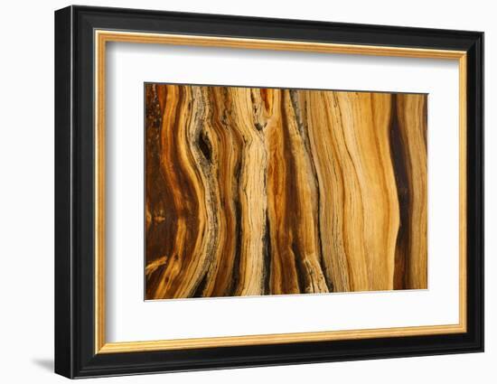 California, White Mountains. Patterns in Bristlecone Pine Wood-Don Paulson-Framed Photographic Print