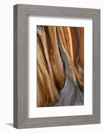 California, White Mountains. Patterns in Bristlecone Pine Wood-Don Paulson-Framed Photographic Print