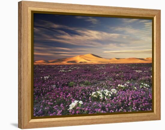 California, Wildflowers on the Dumont Dunes in the Mojave Desert-Christopher Talbot Frank-Framed Premier Image Canvas