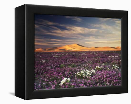 California, Wildflowers on the Dumont Dunes in the Mojave Desert-Christopher Talbot Frank-Framed Premier Image Canvas