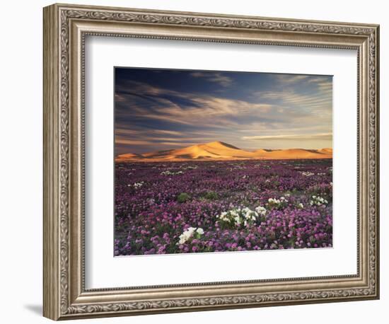 California, Wildflowers on the Dumont Dunes in the Mojave Desert-Christopher Talbot Frank-Framed Photographic Print