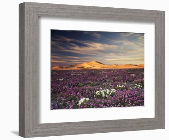 California, Wildflowers on the Dumont Dunes in the Mojave Desert-Christopher Talbot Frank-Framed Photographic Print