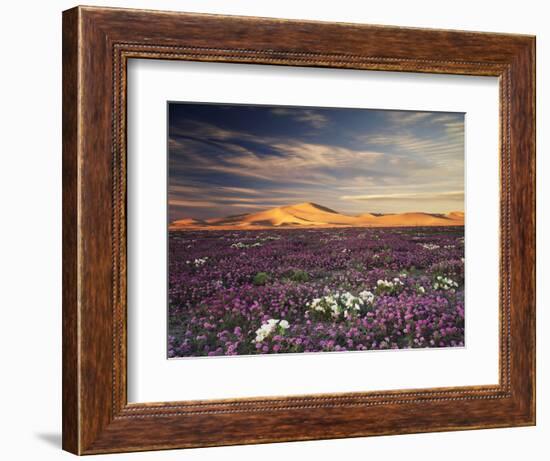 California, Wildflowers on the Dumont Dunes in the Mojave Desert-Christopher Talbot Frank-Framed Photographic Print
