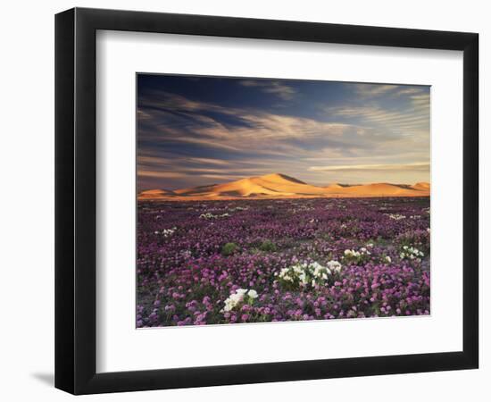 California, Wildflowers on the Dumont Dunes in the Mojave Desert-Christopher Talbot Frank-Framed Photographic Print