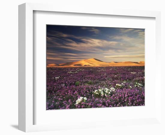 California, Wildflowers on the Dumont Dunes in the Mojave Desert-Christopher Talbot Frank-Framed Photographic Print