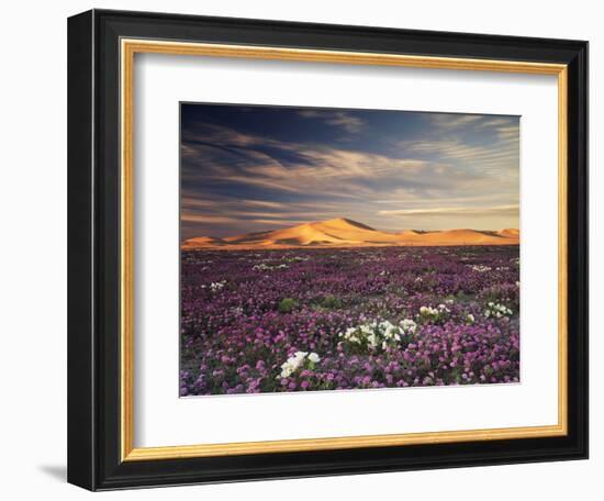 California, Wildflowers on the Dumont Dunes in the Mojave Desert-Christopher Talbot Frank-Framed Photographic Print